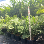 Dypsis rivularis