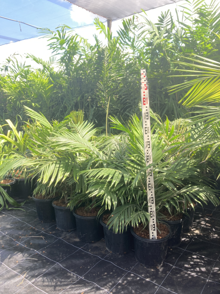 Dypsis rivularis