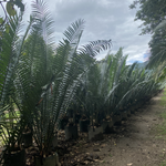Encephalartos whitelockii - Whitelock's Cycad