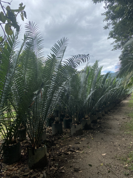 Encephalartos whitelockii - Whitelock's Cycad