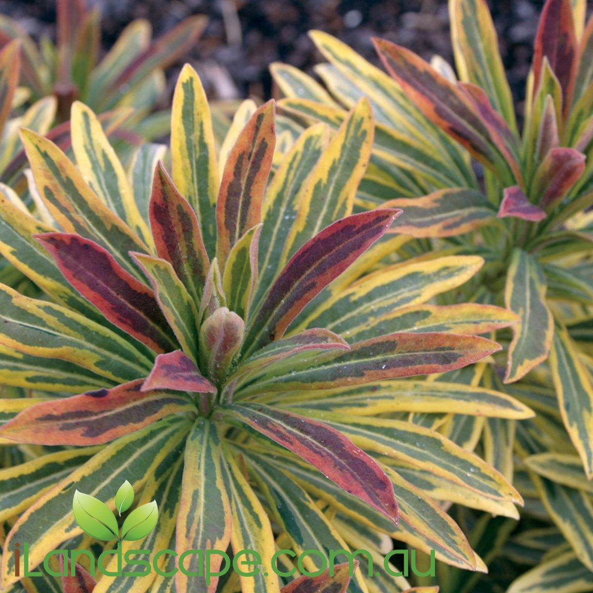 Euphorbia Ascot Rainbow