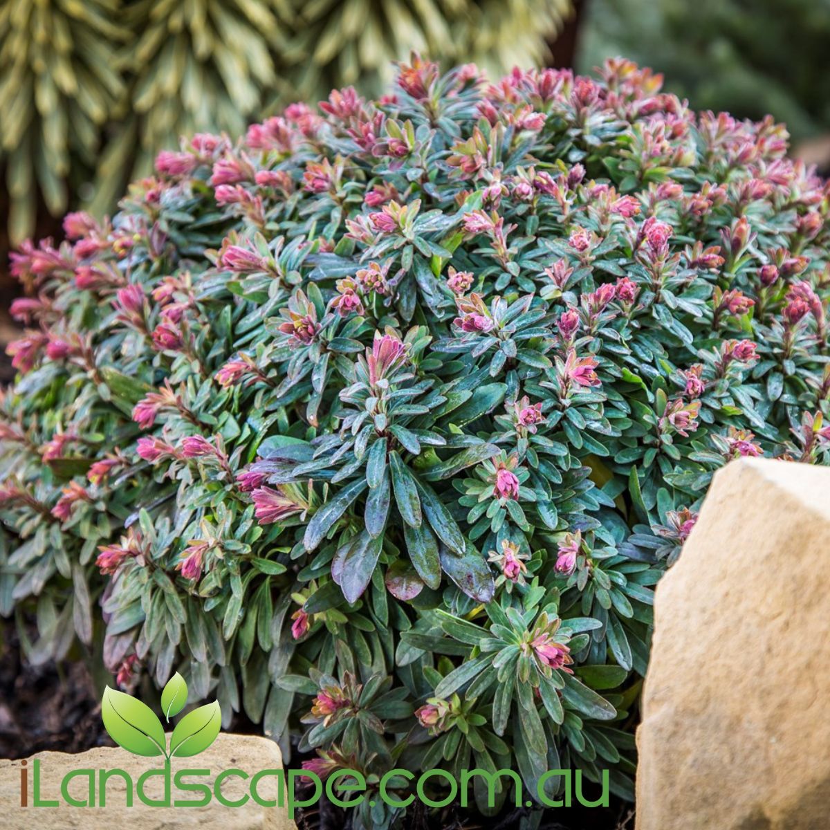 Euphorbia 'Ascot Liliput'