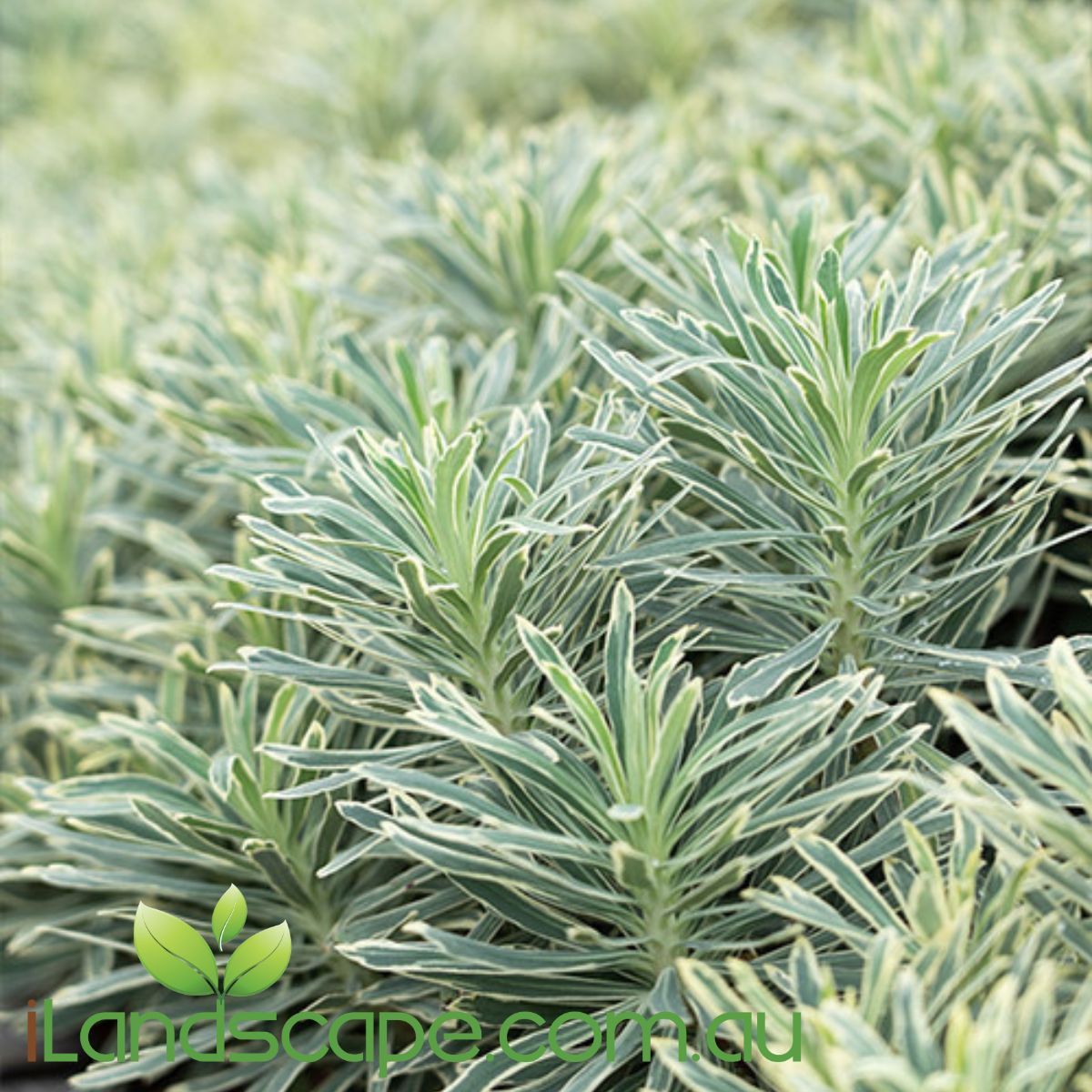 Euphorbia characias Silver Swan