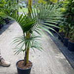 Euterpe edulis
