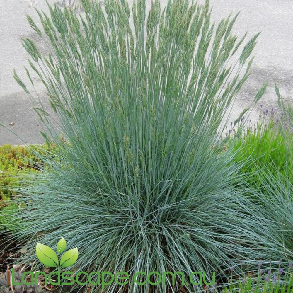 Festuca glauca Beyond Blue