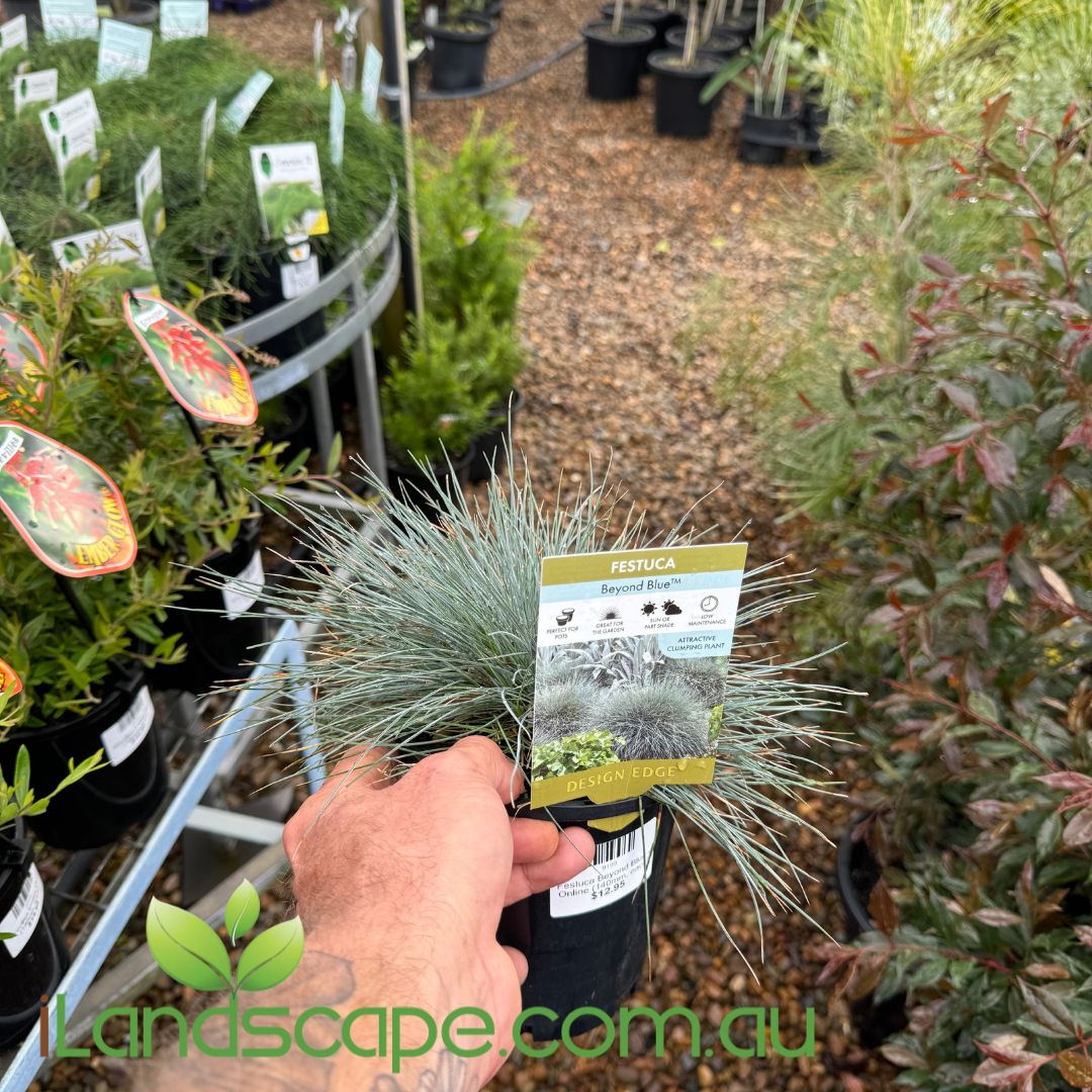 Festuca glauca Beyond Blue