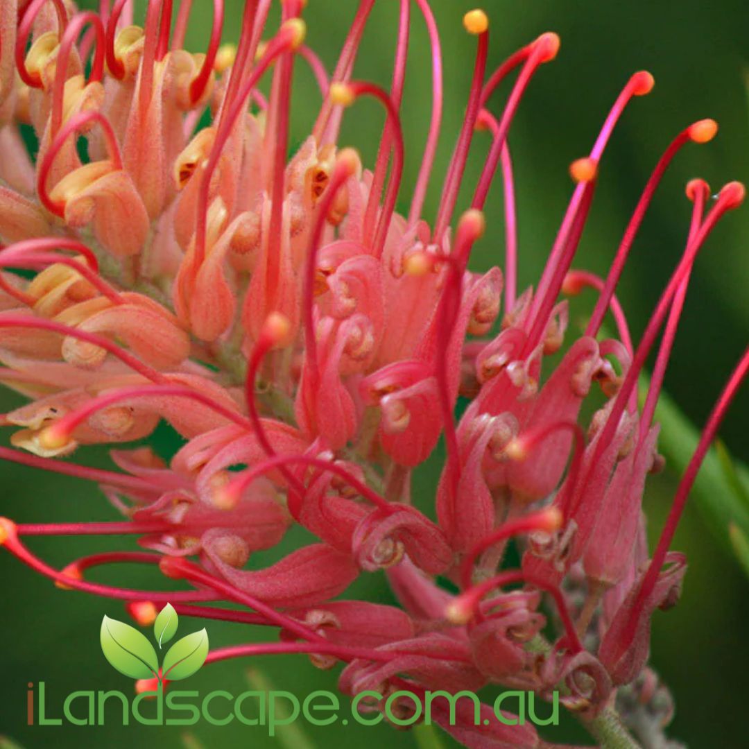 Grevillea Coconut Ice