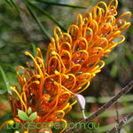 Grevillea Honey Gem