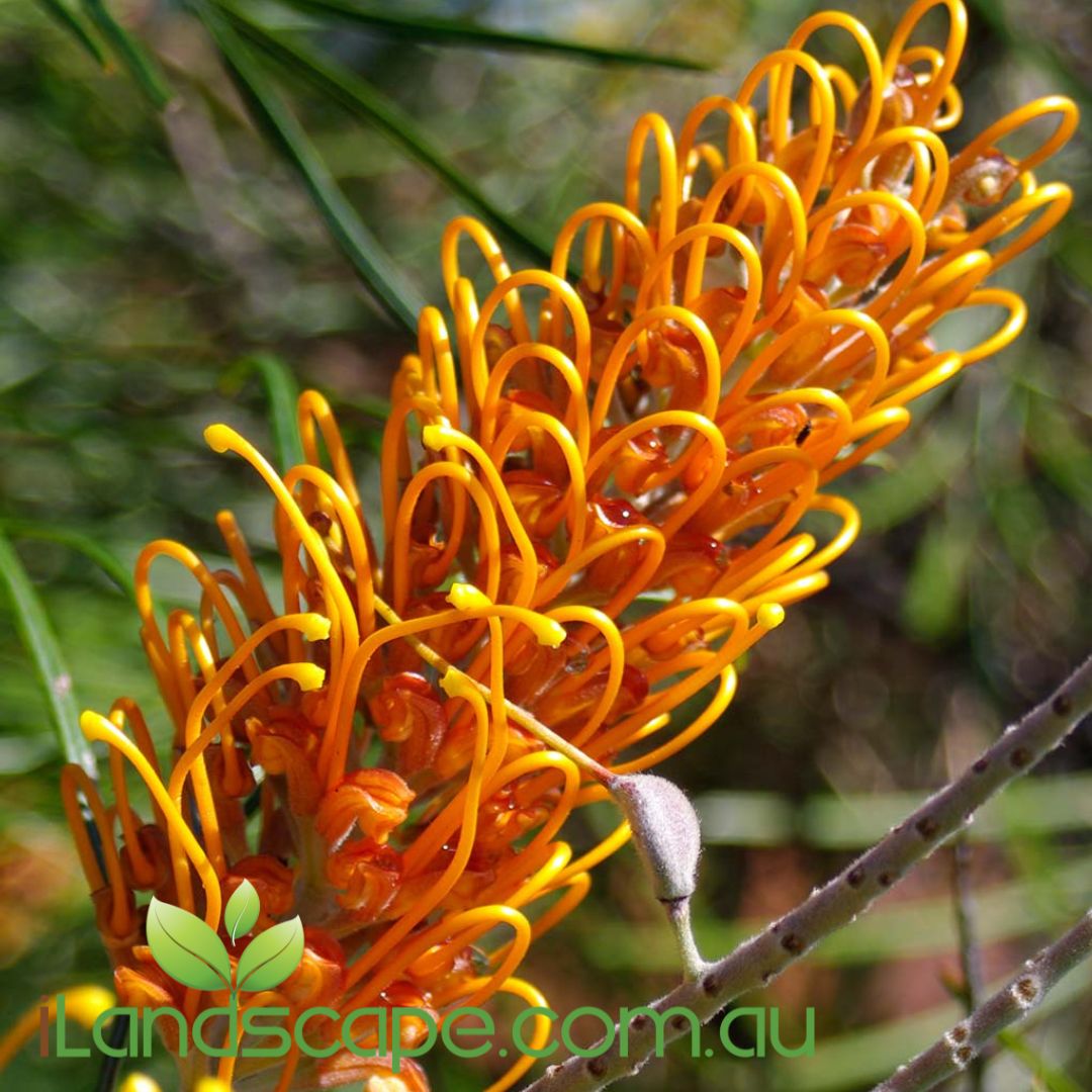 Grevillea Honey Gem