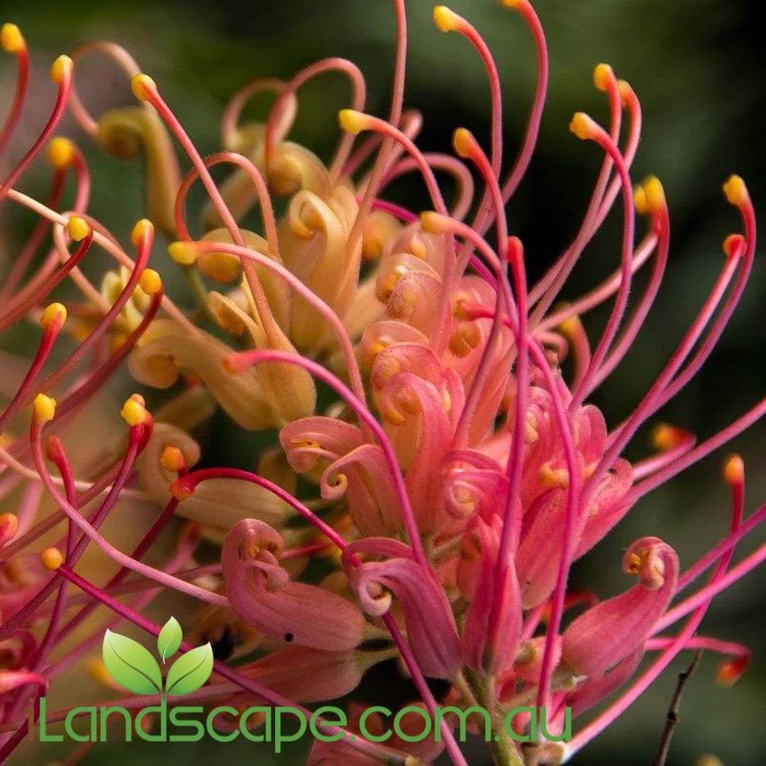 Grevillea Loopy Lou