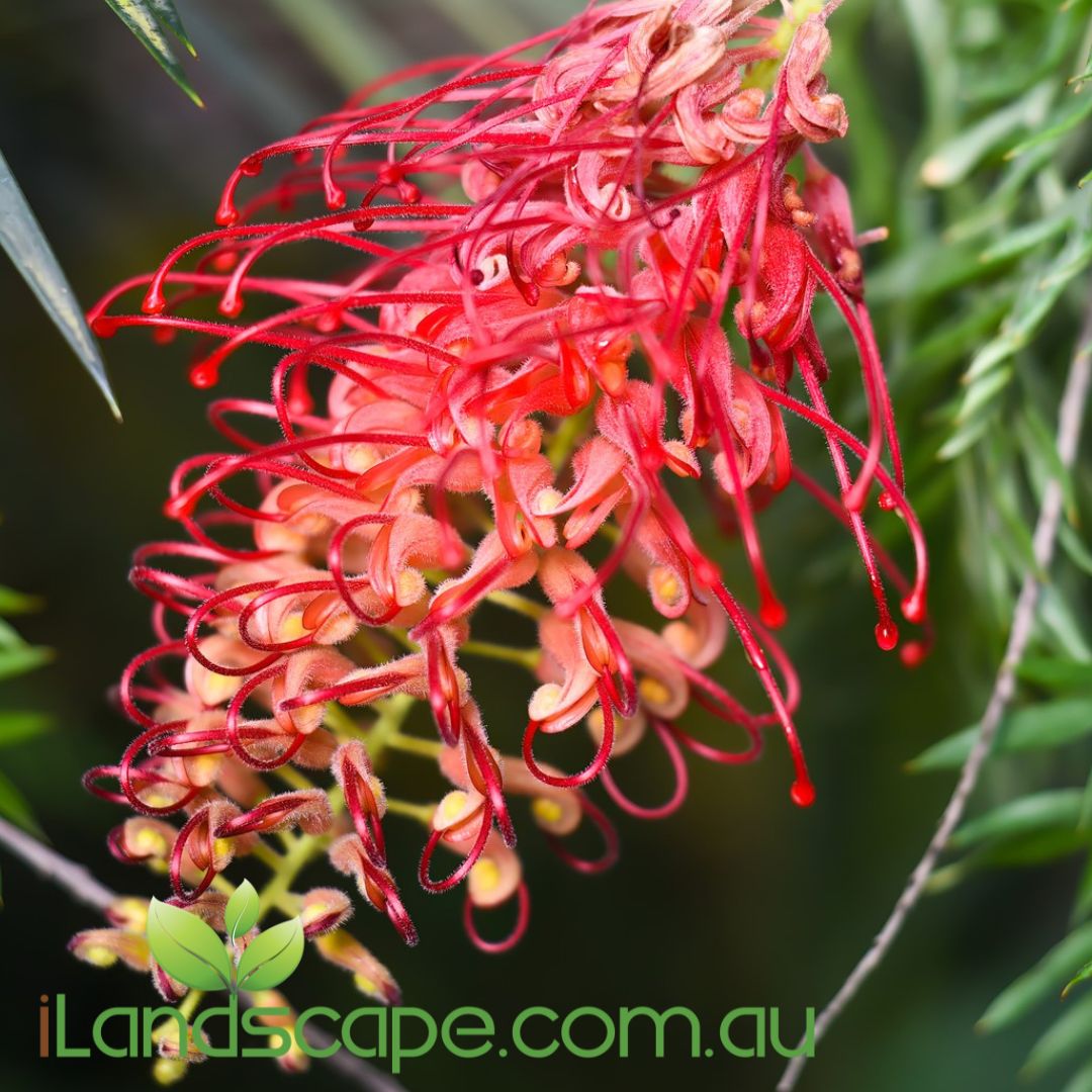 Grevillea Ned Kelly