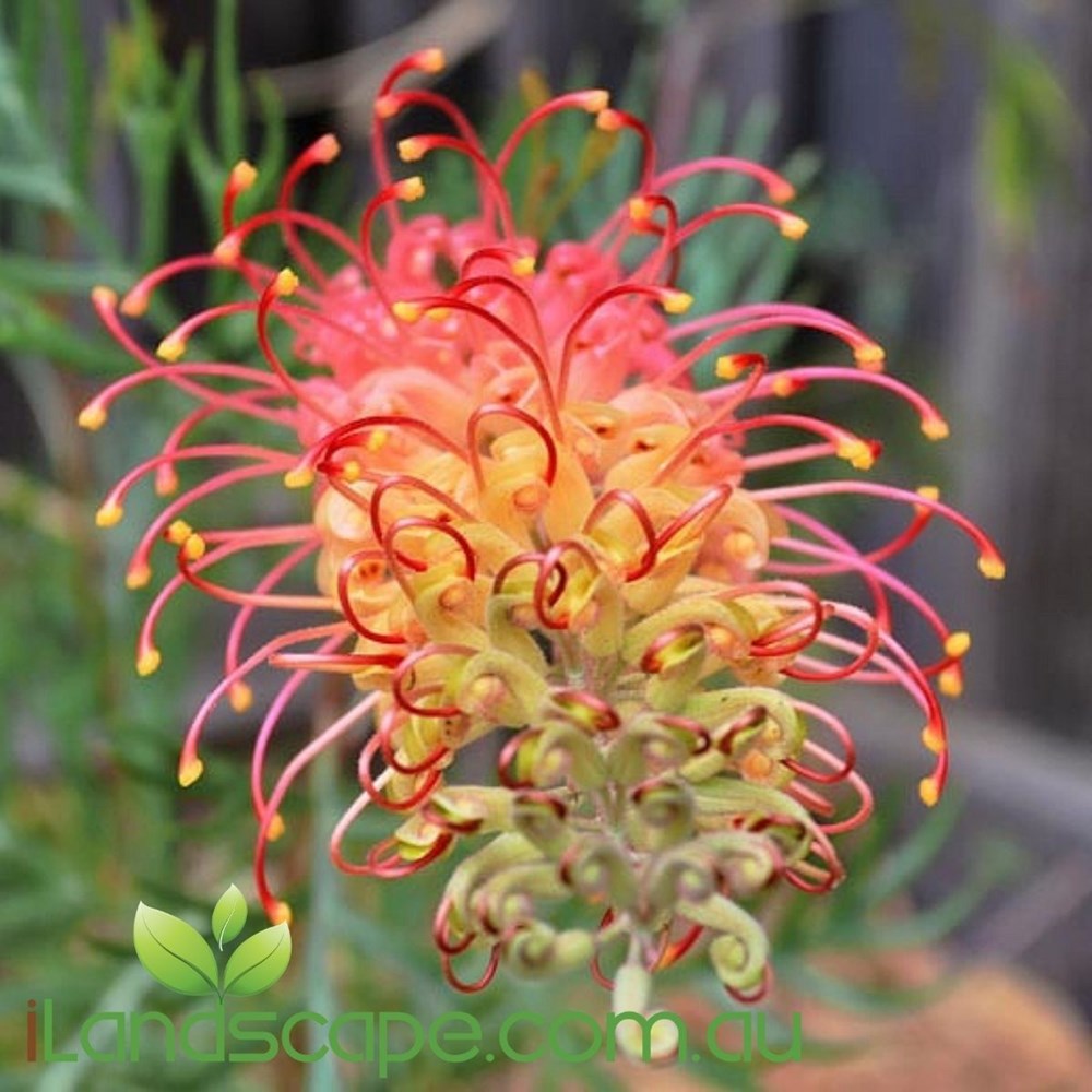 Grevillea Superb