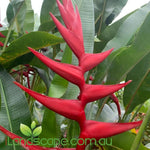 Heliconia Hot Rio Night
