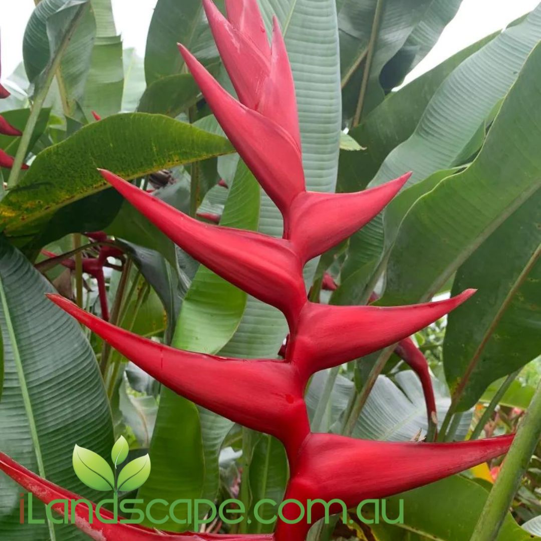 Heliconia Hot Rio Night