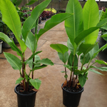 Heliconia bihai Banana Split