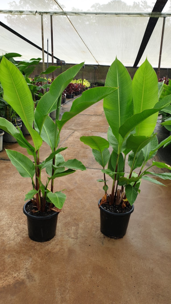 Heliconia bihai Banana Split