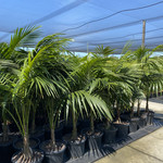 Howea forsteriana Kentia Palm