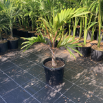 Hyophorbe lagenicaulis Bottle Palm