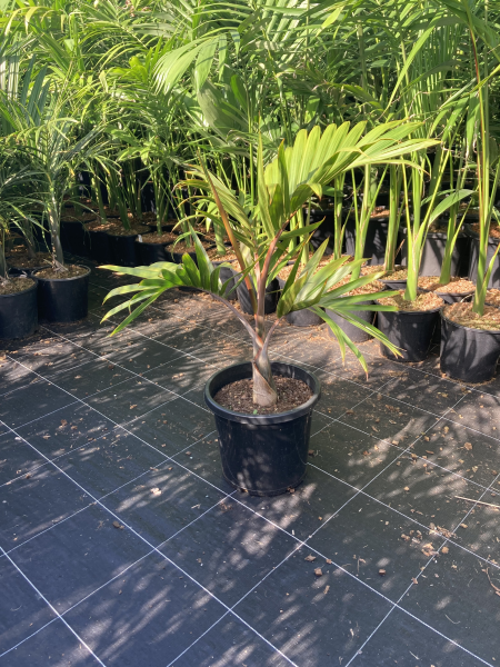 Hyophorbe lagenicaulis Bottle Palm