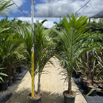 Hyophorbe verschaffeltii Spindle Palm