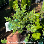 Juniperus conferta