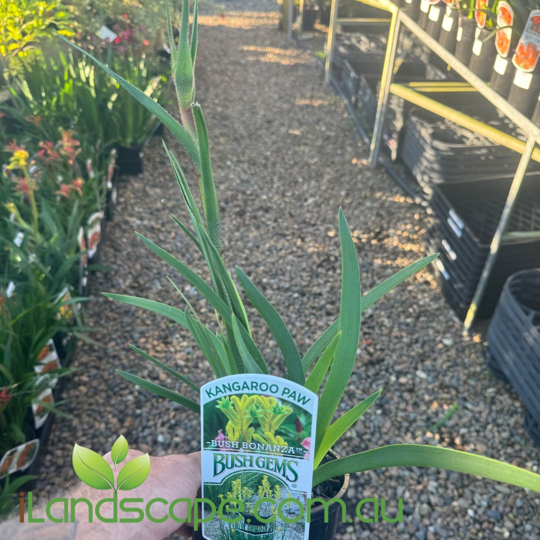 Anigozanthos Bush Bonanza PBR (Kangaroo Paw)