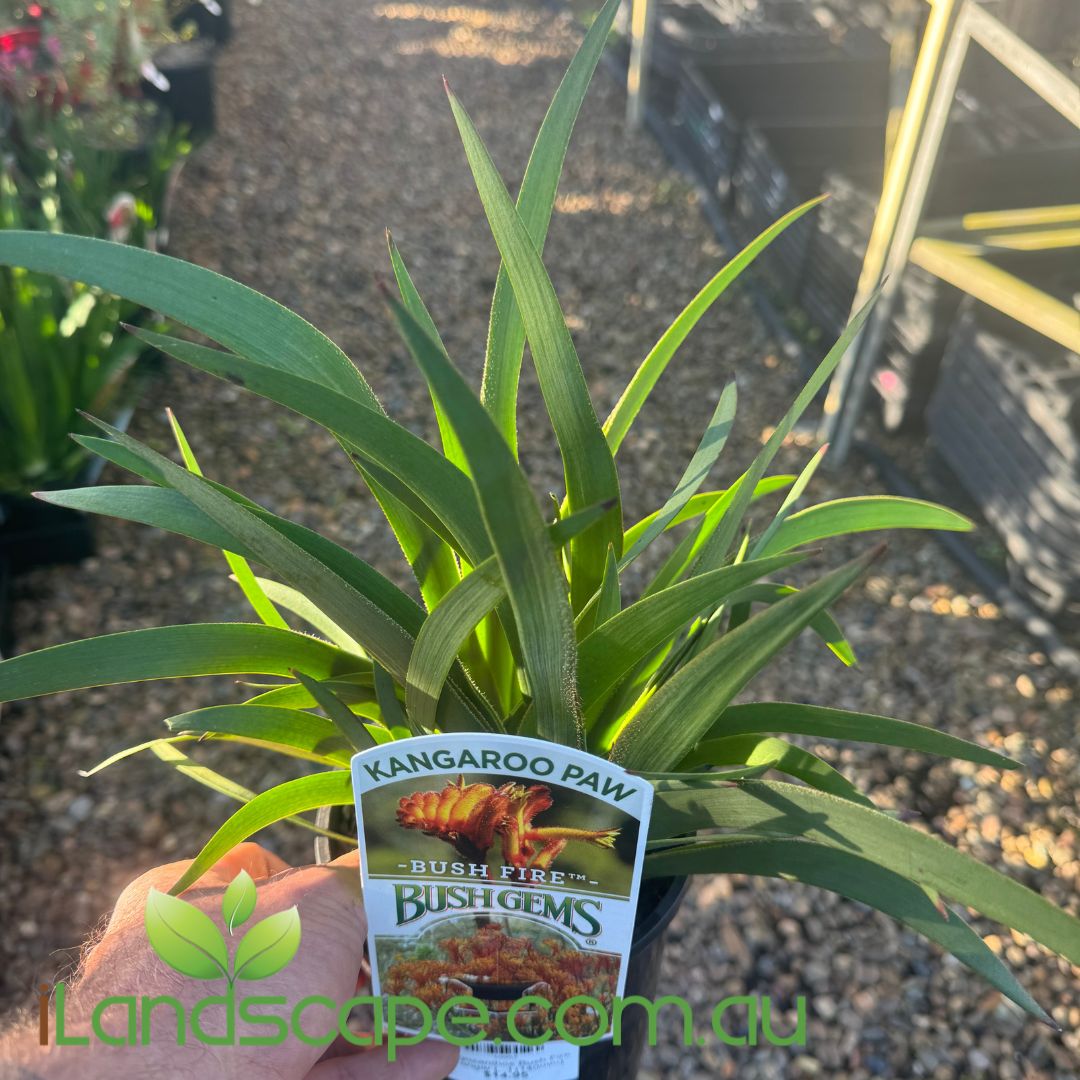 Anigozanthos Bush Fire (Kangaroo Paw)