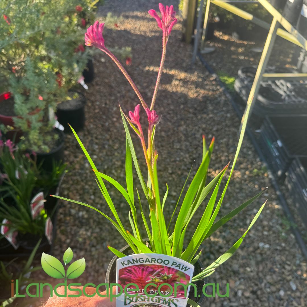 Anigozanthos Bush Pearl PBR (Kangaroo Paw)