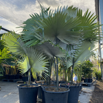 Kerriodoxa elegans