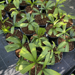 Lanonia dasyantha