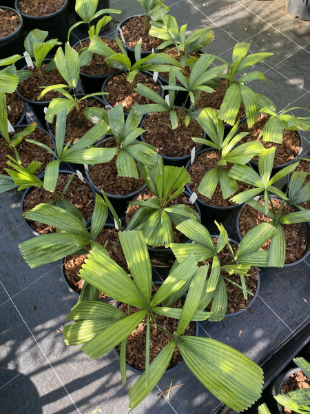 Lanonia dasyantha