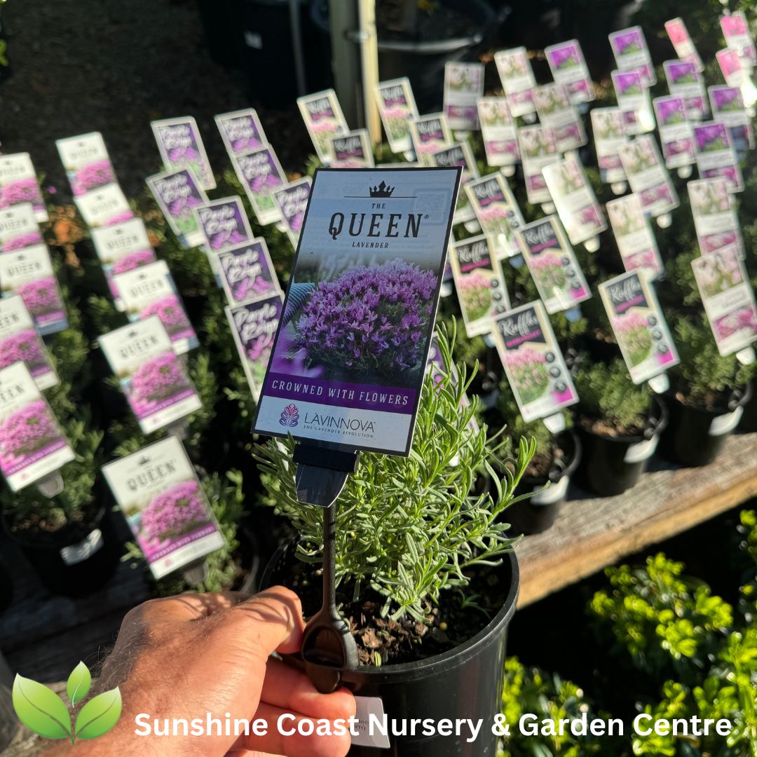 Lavendula 'The Queen'