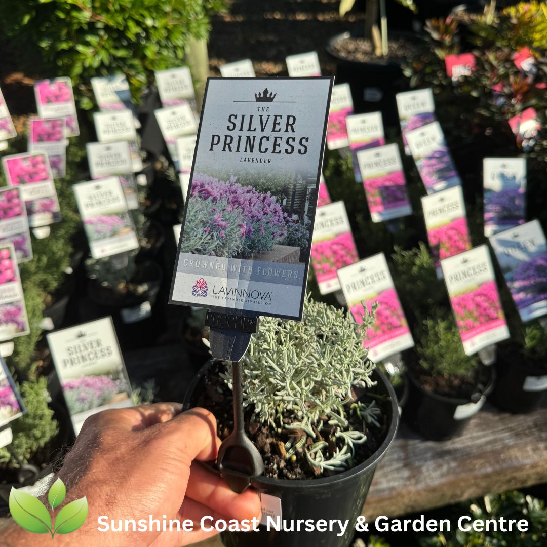 Lavendula 'The Silver Princess'