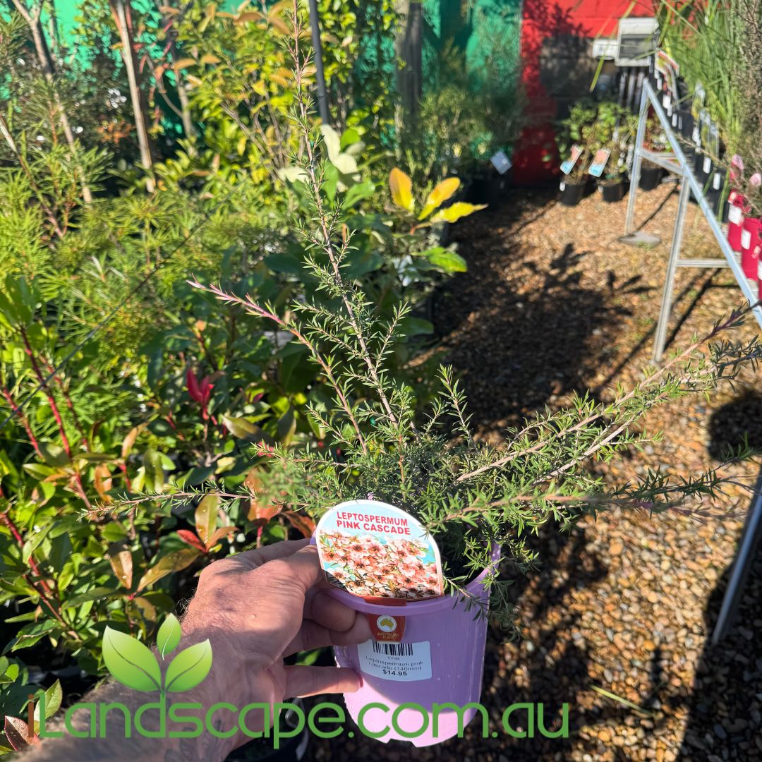 Leptospermum Pink Cascade