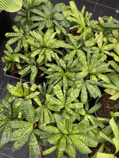 Licuala mattanensis mapu