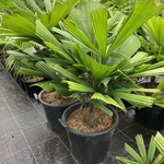 Licuala spp. Rabaul