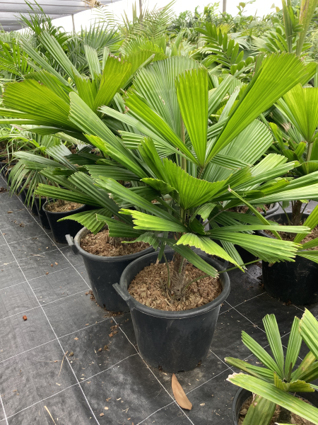Licuala spp. Rabaul