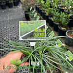 Liriope muscari Emerald Cascade