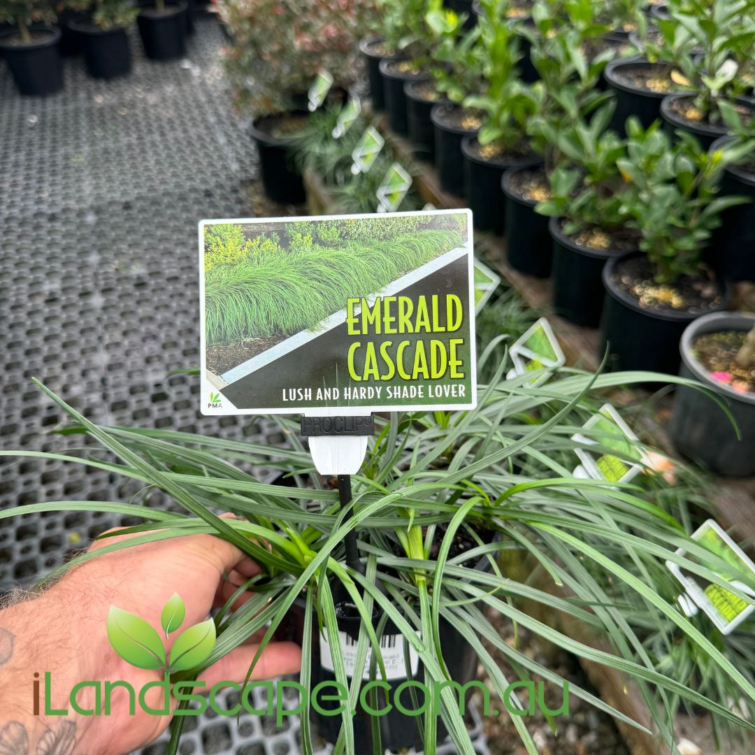 Liriope muscari Emerald Cascade
