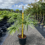 Livistona australis - Australian Cabbage Palm