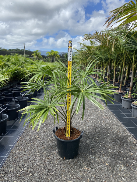 Livistona australis - Australian Cabbage Palm