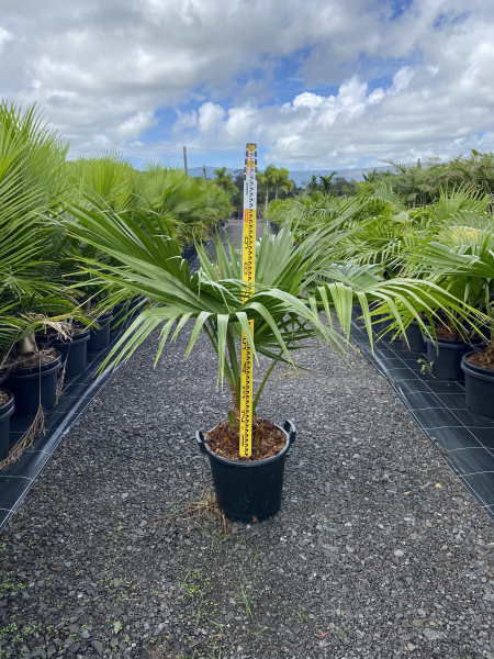 Livistona chinensis - Chinese Fan Palm