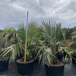Livistona rigida - Northern Cabbage Palm