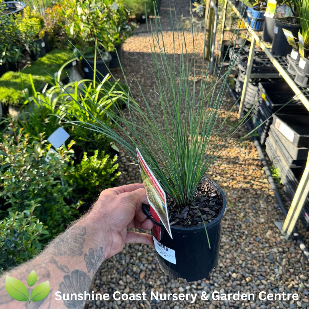 Lomandra confertifolia Crackerjack