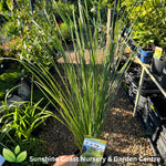 Lomandra confertifolia ssp. palladia (SPRILOMEAN)  Ocean™