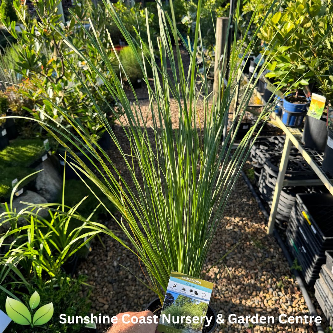 Lomandra confertifolia ssp. palladia (SPRILOMEAN)  Ocean™