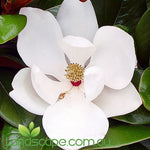 Magnolia grandiflora Teddy Bear
