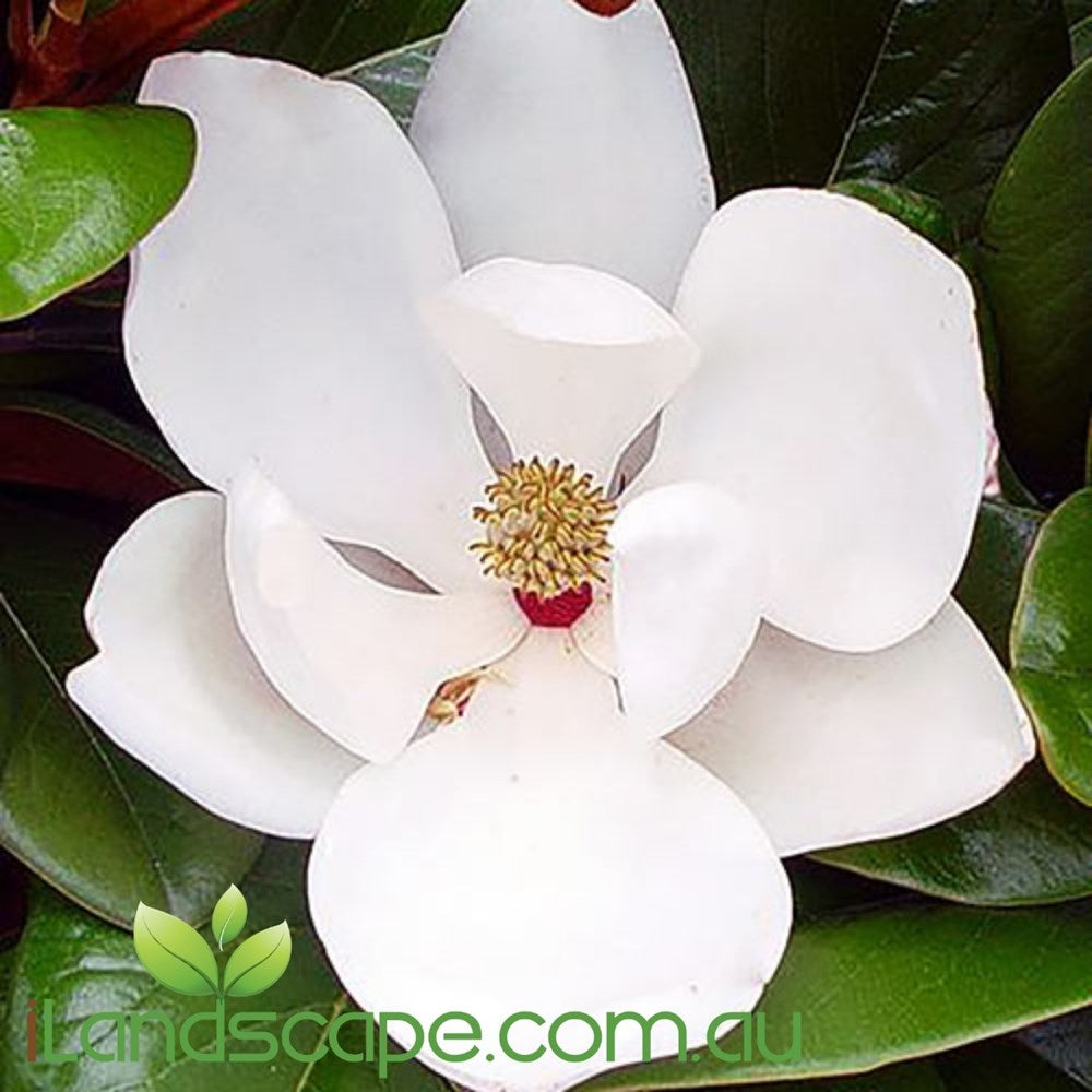 Magnolia grandiflora Teddy Bear