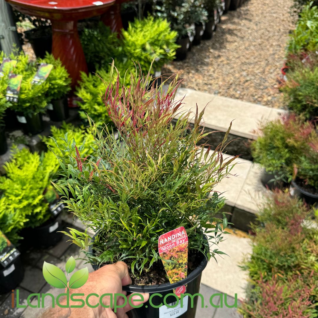 Nandina domestica Moon Bay