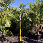 Normanbya normanbyi - Black Palm